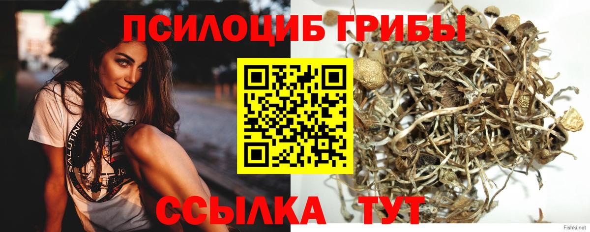 Псилоцибиновые грибы Psilocybine cubensis Курган